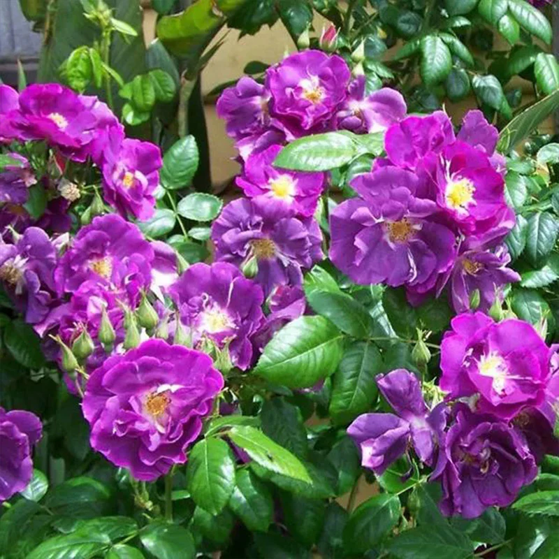 Purple Climbing Rose Seeds - Image 2
