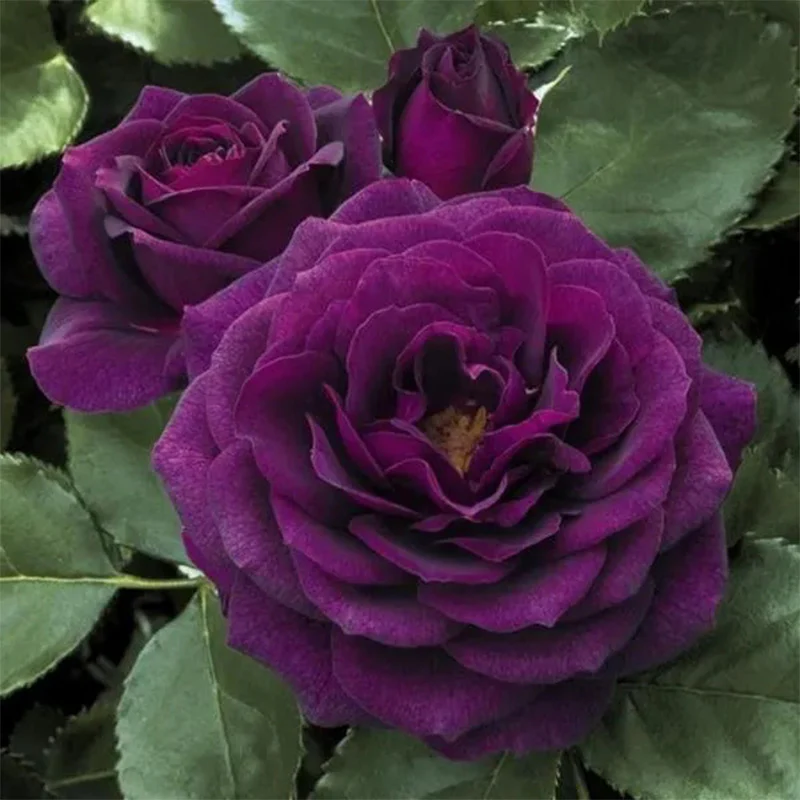 Purple Climbing Rose Seeds - Image 3