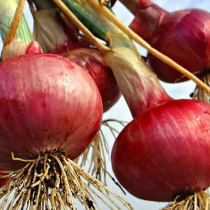 Purple Fruit Onion Vegetable Seeds - Image 6