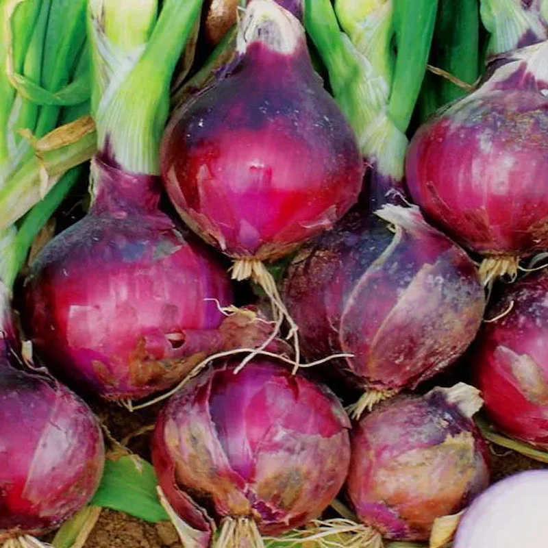 Purple Fruit Onion Vegetable Seeds - Image 7