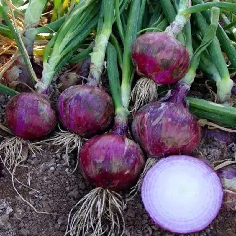 Purple Fruit Onion Vegetable Seeds - Image 8