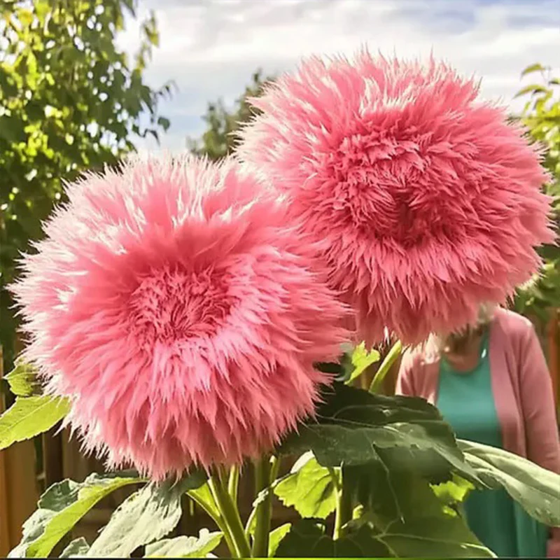 Giant Teddy Bear Sunflower Seeds - Image 2