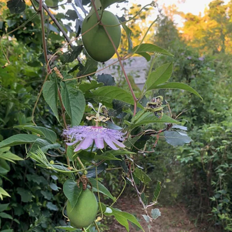 Purple Passionflower / Maypop - Image 2