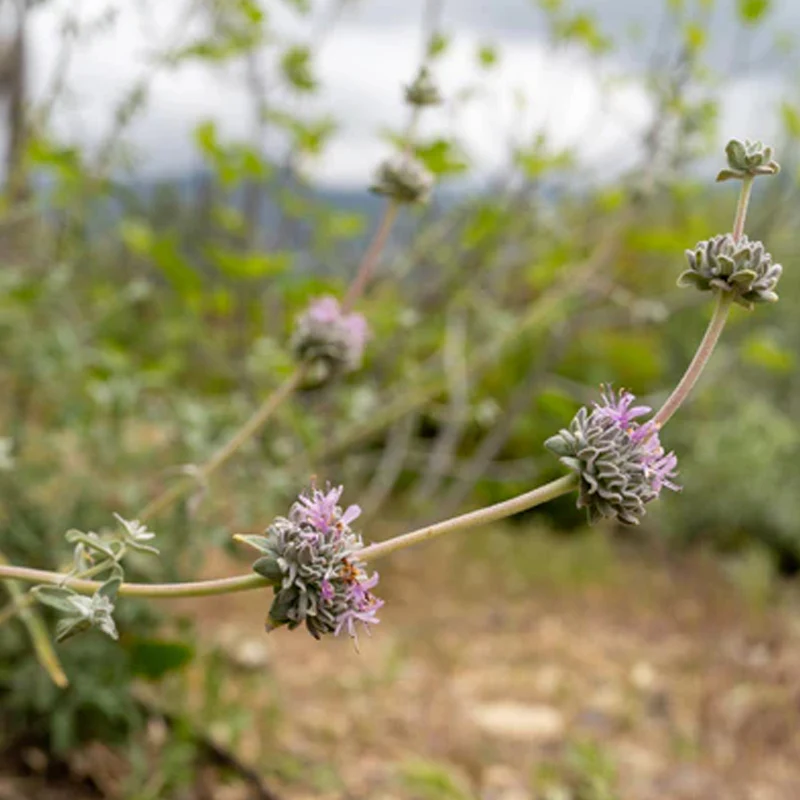 Purple Sage - Image 2