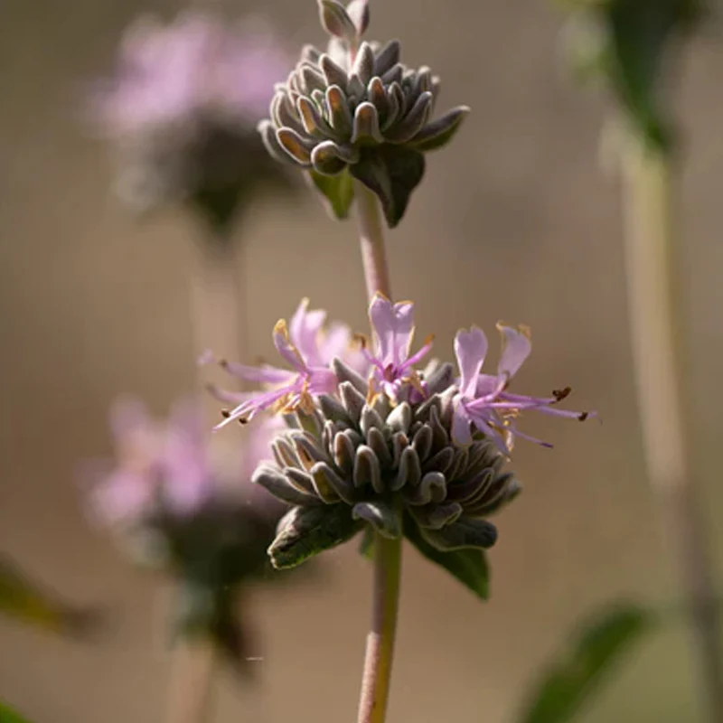Purple Sage - Image 6