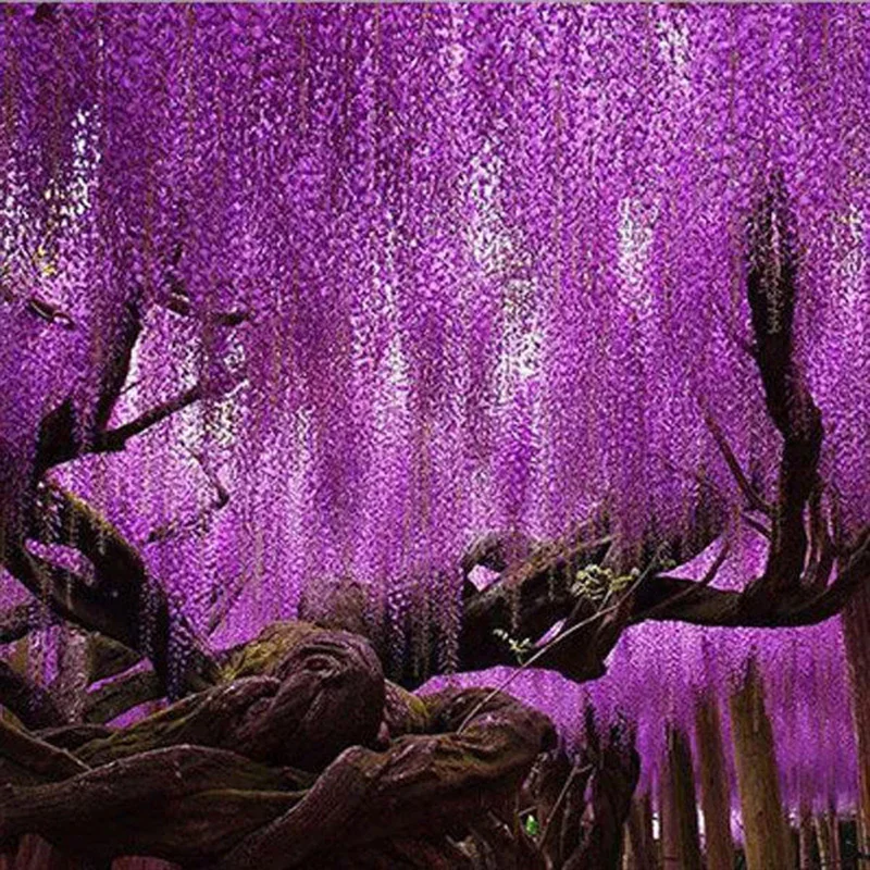 Purple Wisteria Flower Seeds Wisteria Sinensis DIY Home Garden Yard Plant - Image 3