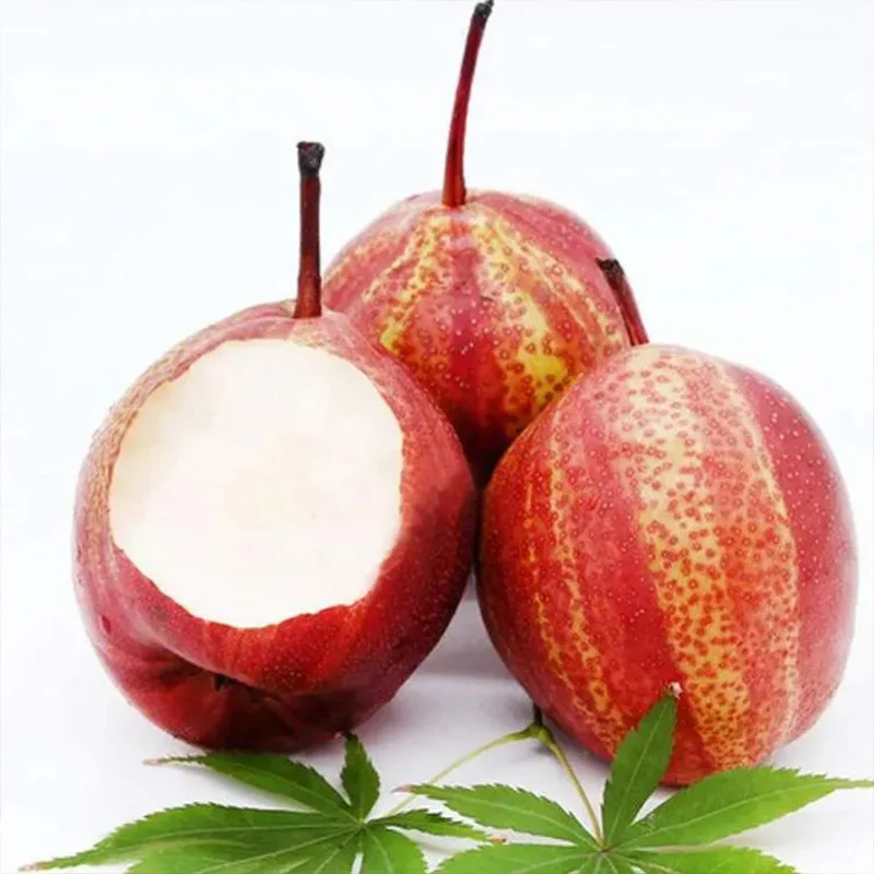 Pyrus pyrifolia 'Nijisseiki'Rainbow Pear Seeds - Image 2