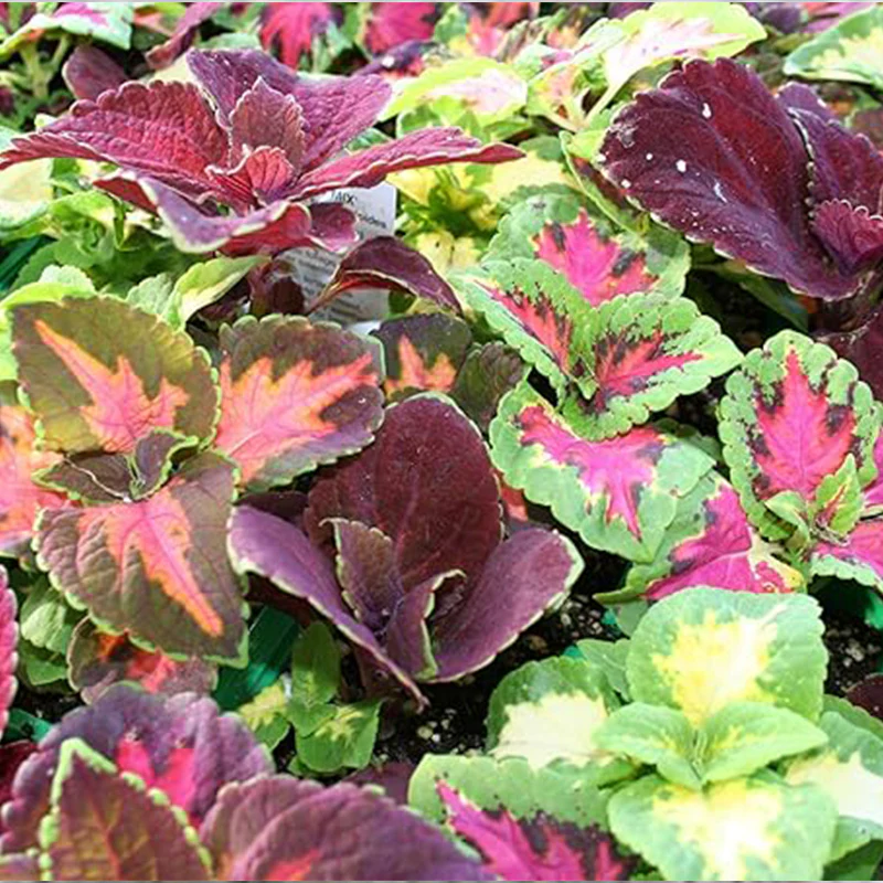 Rainbow Coleus Seeds for Home Flower Pots - Create a Colorful Oasis, Vibrant Blend Ideal for Planting - Elevate Your Garden with Colors