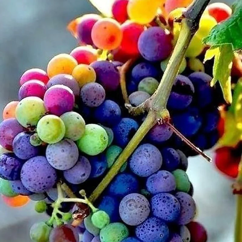 Rainbow Grape Fruit Seed Rare Sweet Fruit Gardening - Image 4