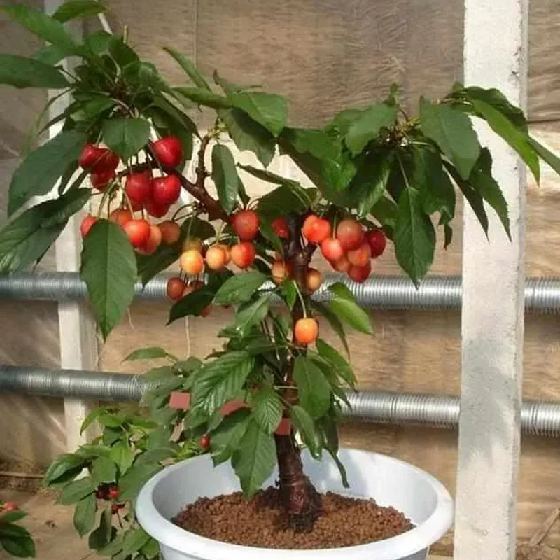 Rainier Cherry Fruit Seeds(Can be planted in winter) - Image 10