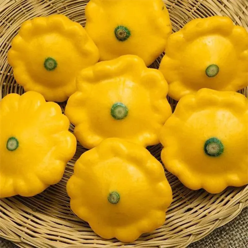 Rare and exotic pumpkin seeds - Image 3