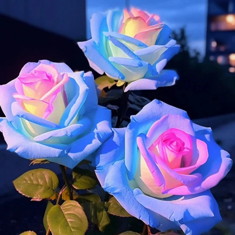 Rare Bag Blue Pink Rose Seeds Scented Plants Flowers - Image 5