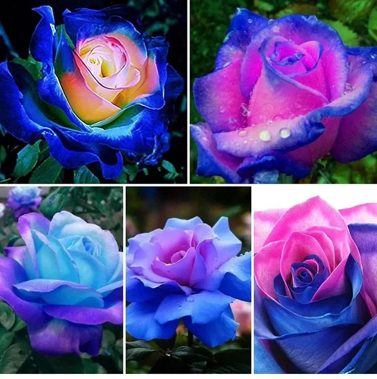 Rare Bag Blue Pink Rose Seeds Scented Plants Flowers - Image 6