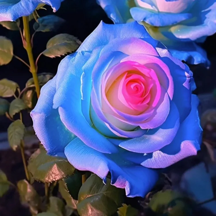 Rare Bag Blue Pink Rose Seeds Scented Plants Flowers - Image 7