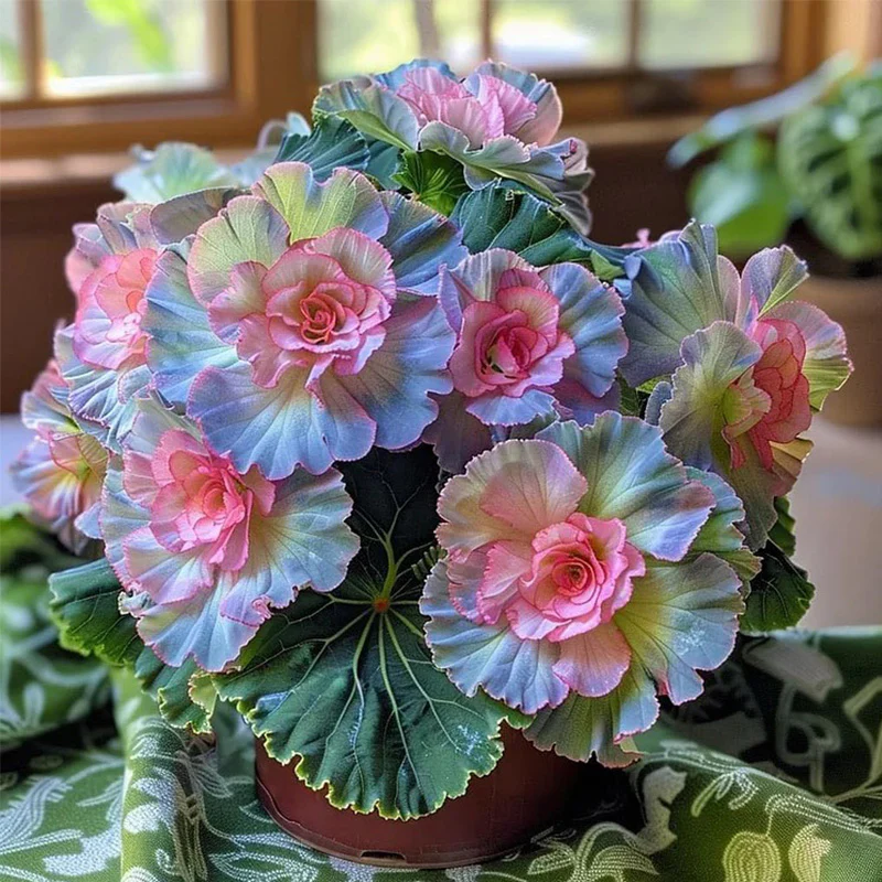 Rare Begonia Seeds - Blue and Pink - Image 3