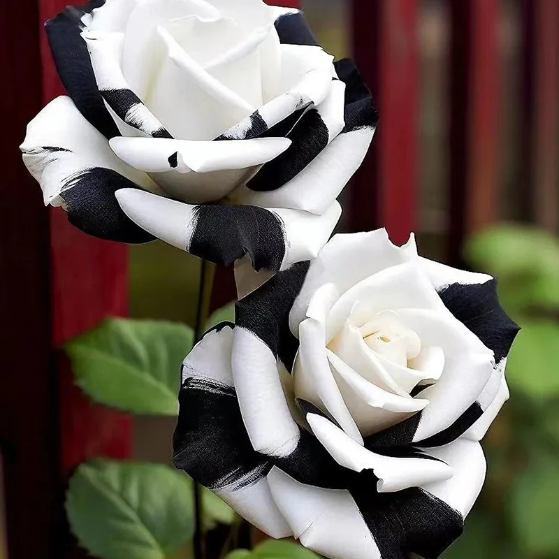 Rare Black and White Twin Roses - Image 7