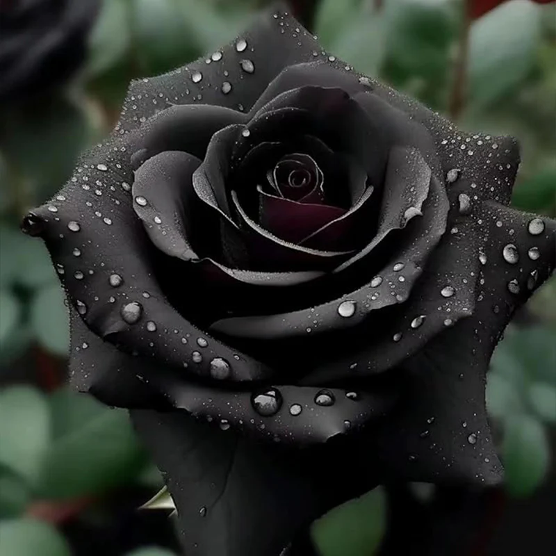Rare Black Rose Seeds for Planting - Image 3