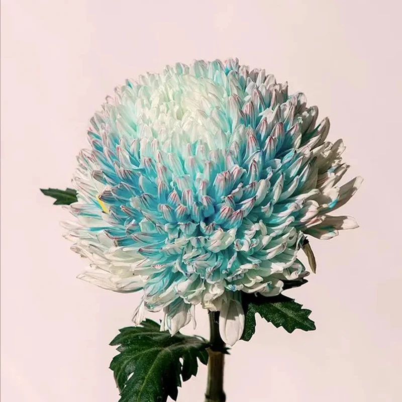 Rare Blue and White Porcelain Peony Chrysanthemum Seeds - Image 5