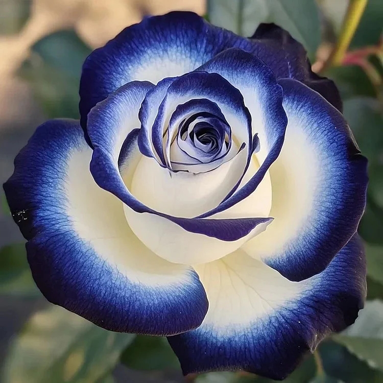 Rare Blue Moon Rose & Multi-Colored Petal Lace Rose Seeds - Image 11
