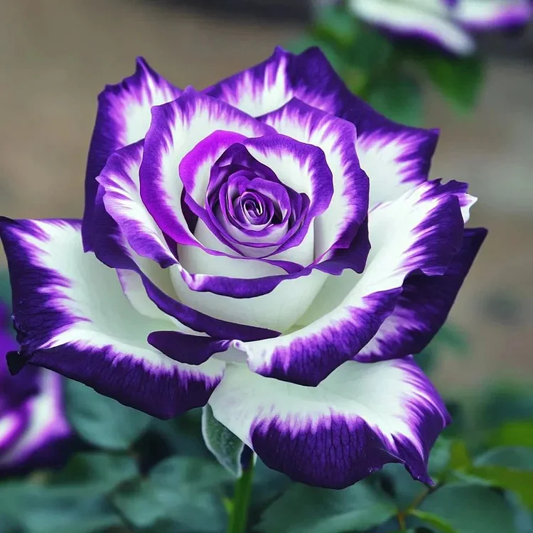 Rare Blue Moon Rose & Multi-Colored Petal Lace Rose Seeds - Image 5