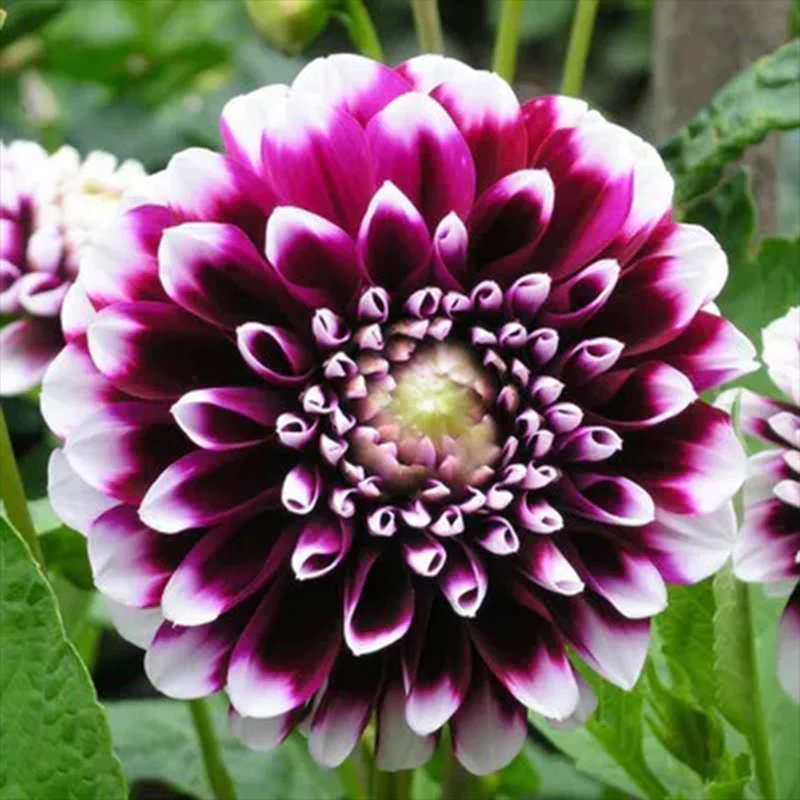 Rare Dahlias - Image 3
