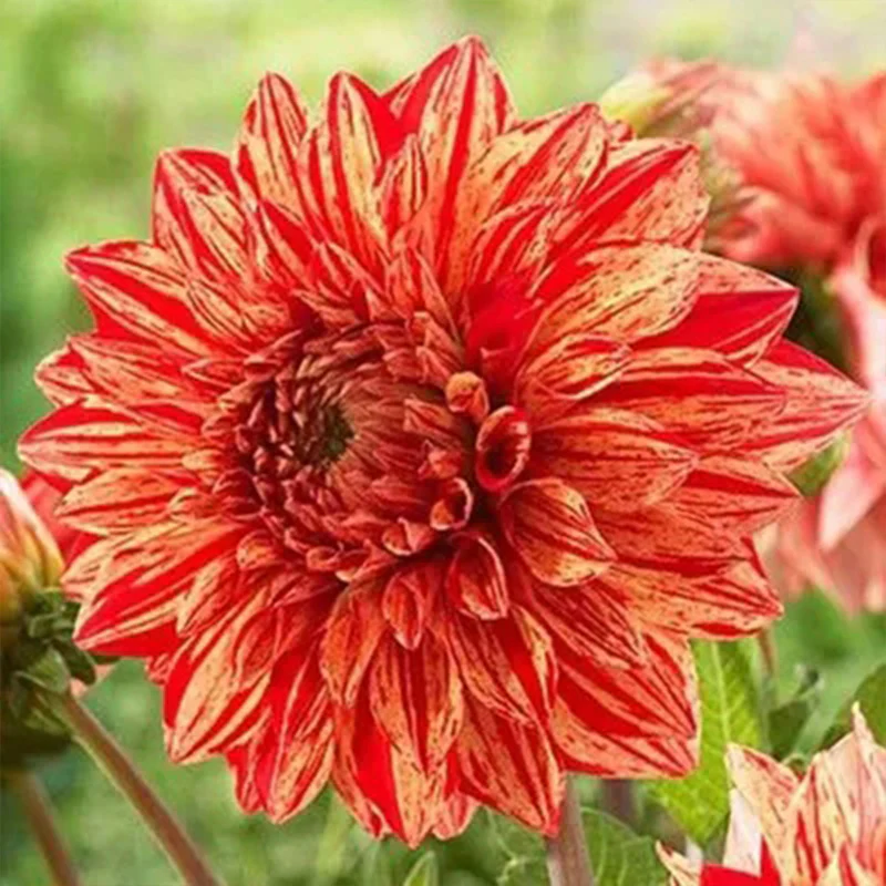 Rare Dahlias - Image 6