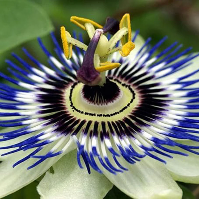 Seeds Passionflower Purple Beautiful Exotic Flower Perennial Outdoor Garden Cut Flowers for Planting Non GMO - Image 2