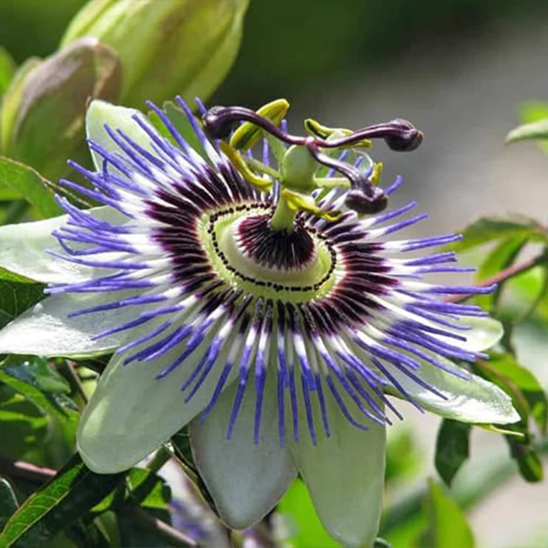 Seeds Passionflower Purple Beautiful Exotic Flower Perennial Outdoor Garden Cut Flowers for Planting Non GMO - Image 3