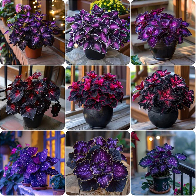 Rare Galaxy Polka Dot Begonia Seeds - Image 13