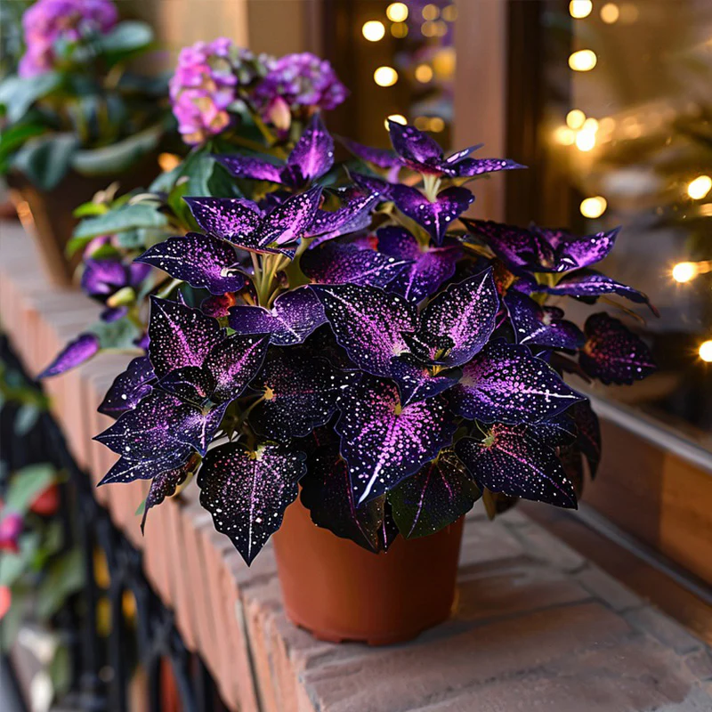 Rare Galaxy Polka Dot Begonia Seeds - Image 9