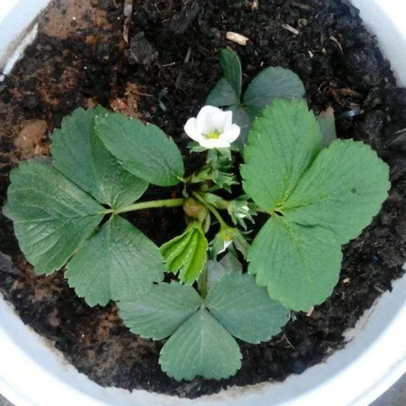 Rare Milk Strawberry Seeds - Image 6
