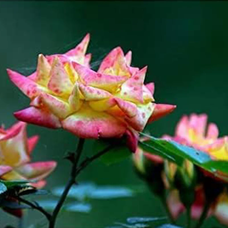 Rare Multi Colorful Rainbow Rose Flower Seeds - Image 3