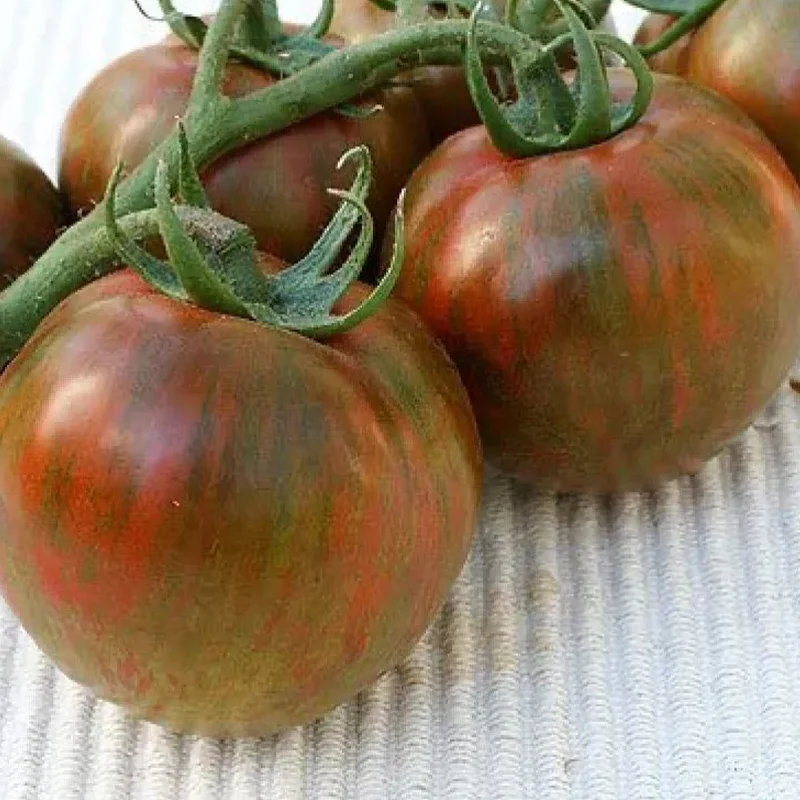 Rare Organic Vegetable Tomato Seeds "Black Zebra" (Lycopersicon esculentum Mill) - Image 3