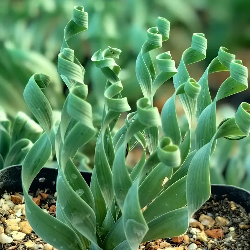 Rare Spring Grass Spiral Succulents - Image 4