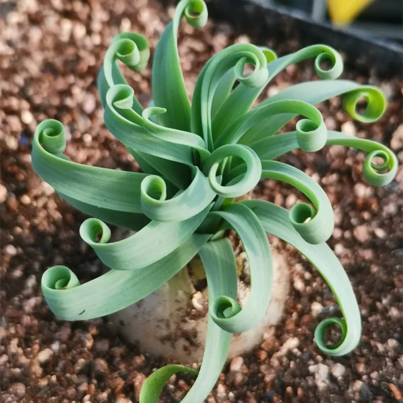 Rare Spring Grass Spiral Succulents - Image 5