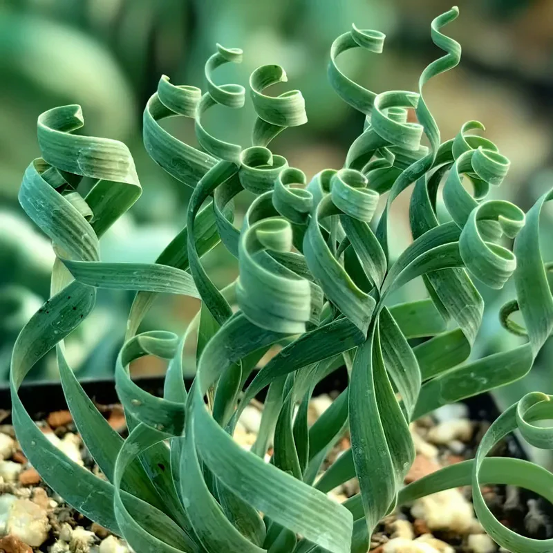 Rare Spring Grass Spiral Succulents - Image 6