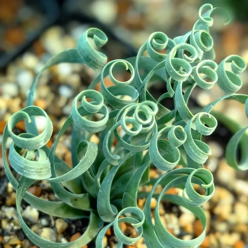 Rare Spring Grass Spiral Succulents - Image 7
