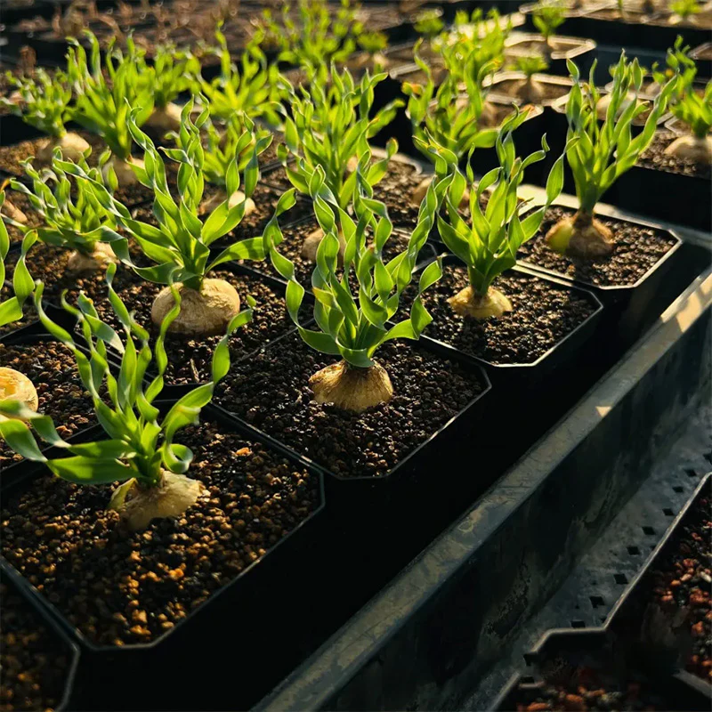 Rare Spring Grass Spiral Succulents - Image 8
