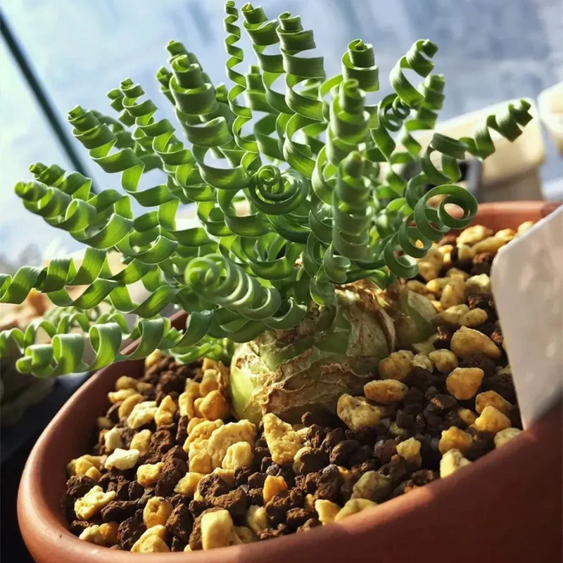 Rare Spring Grass Spiral Succulents - Image 9