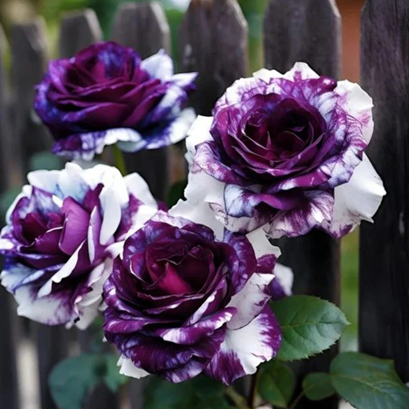 Rare Tricolor Rose 'Watercolor' Seeds - Image 3