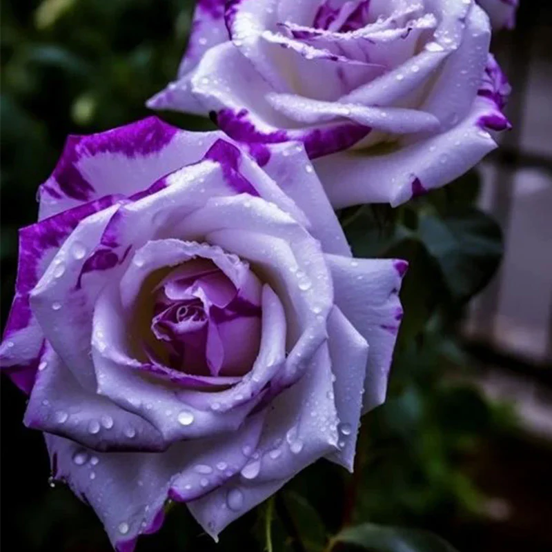 Rare Tricolor Rose 'Watercolor' Seeds - Image 5
