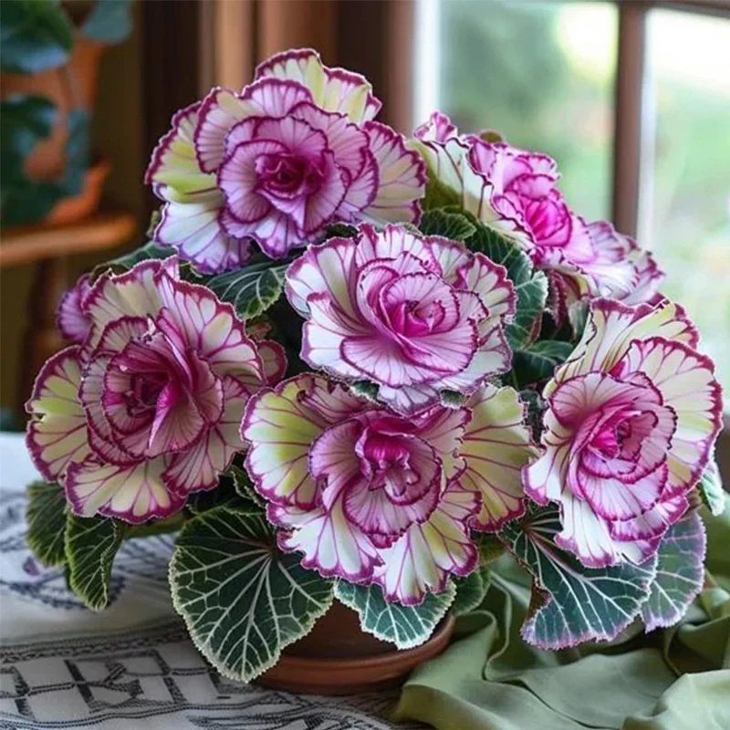 Rare Twin Begonia Seeds - Image 4