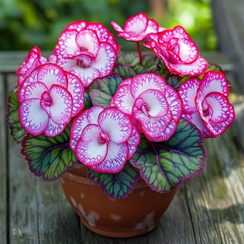 Rare Twin Begonia Seeds - Pink and White - Image 3