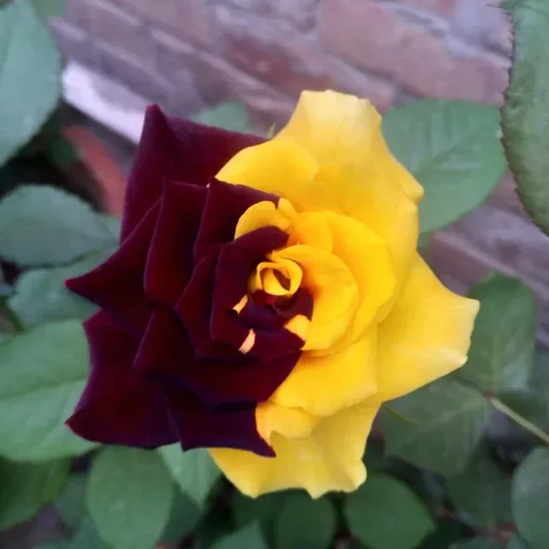 Rare Twin Red Yellow Rose Seeds - Image 10