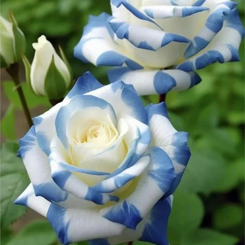 Rare Twin Rose 'Blue Stripe' Seeds - Image 3