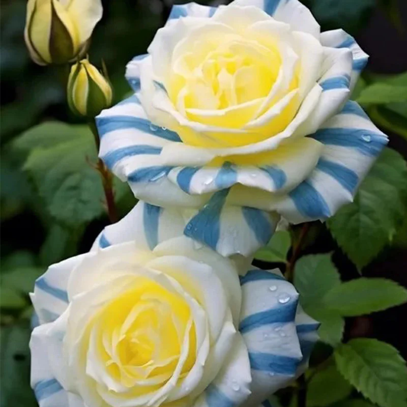 Rare Twin Rose 'Blue Stripe' Seeds - Image 4
