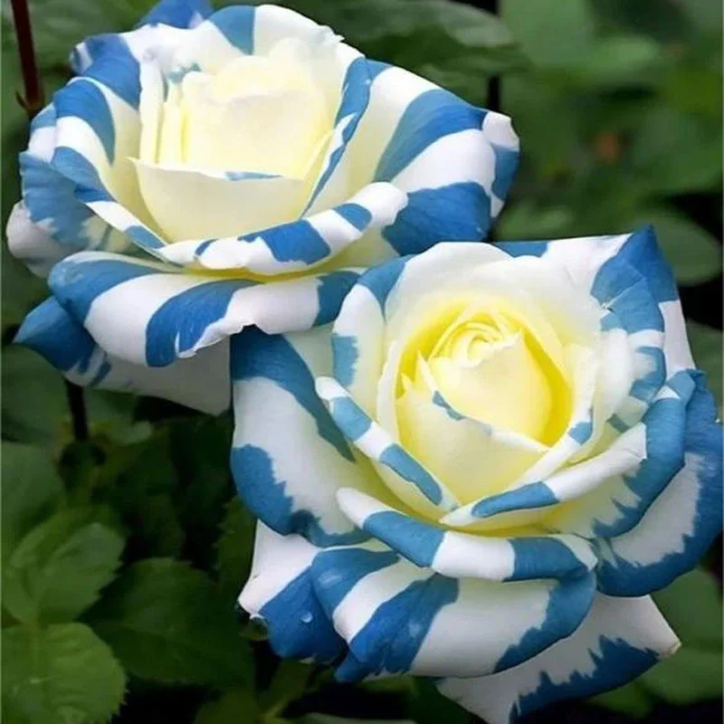 Rare Twin Rose 'Blue Stripe' Seeds - Image 5