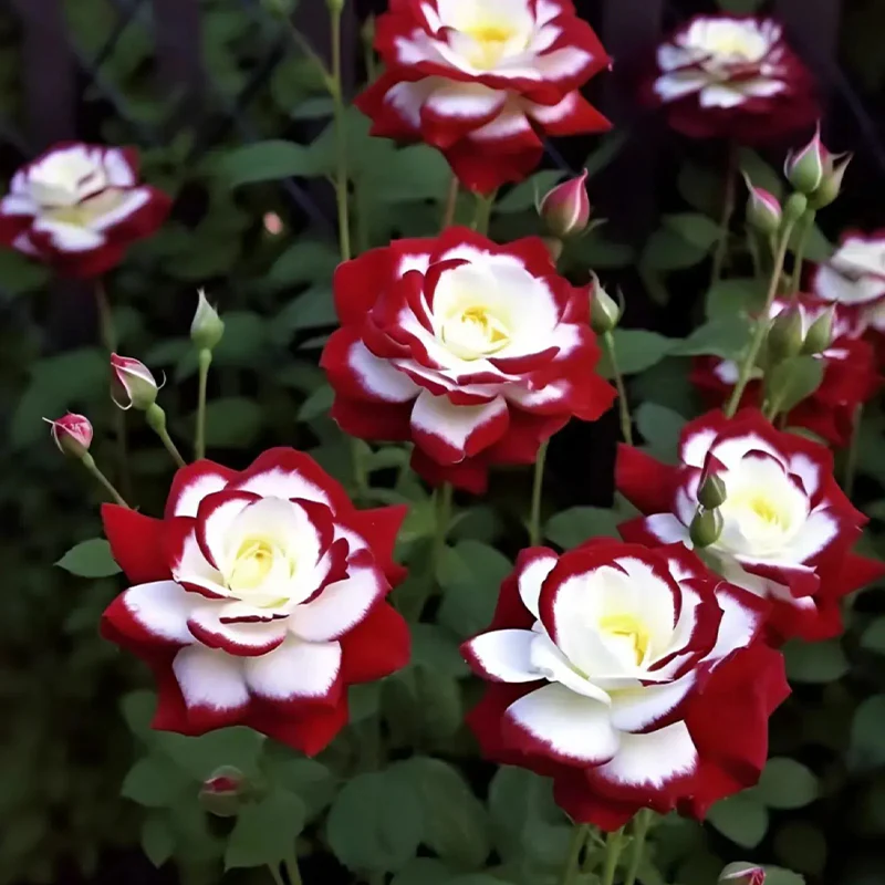 Rare Twin Roses - Seeds - Image 5