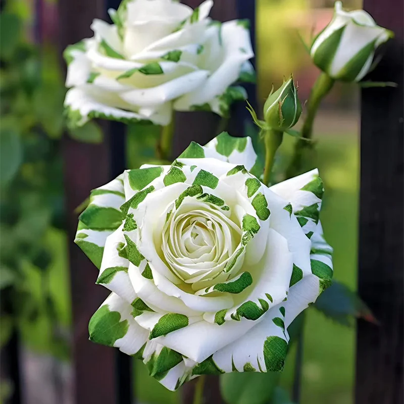 Rare White and Green Twin Roses - Image 4