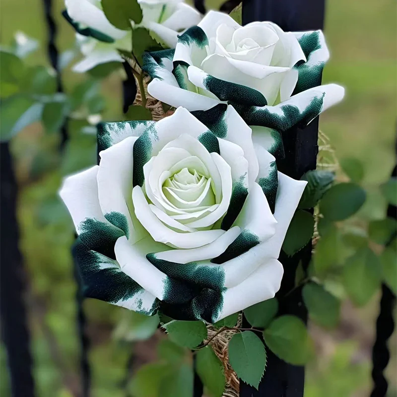 Rare White and Green Twin Roses - Image 6